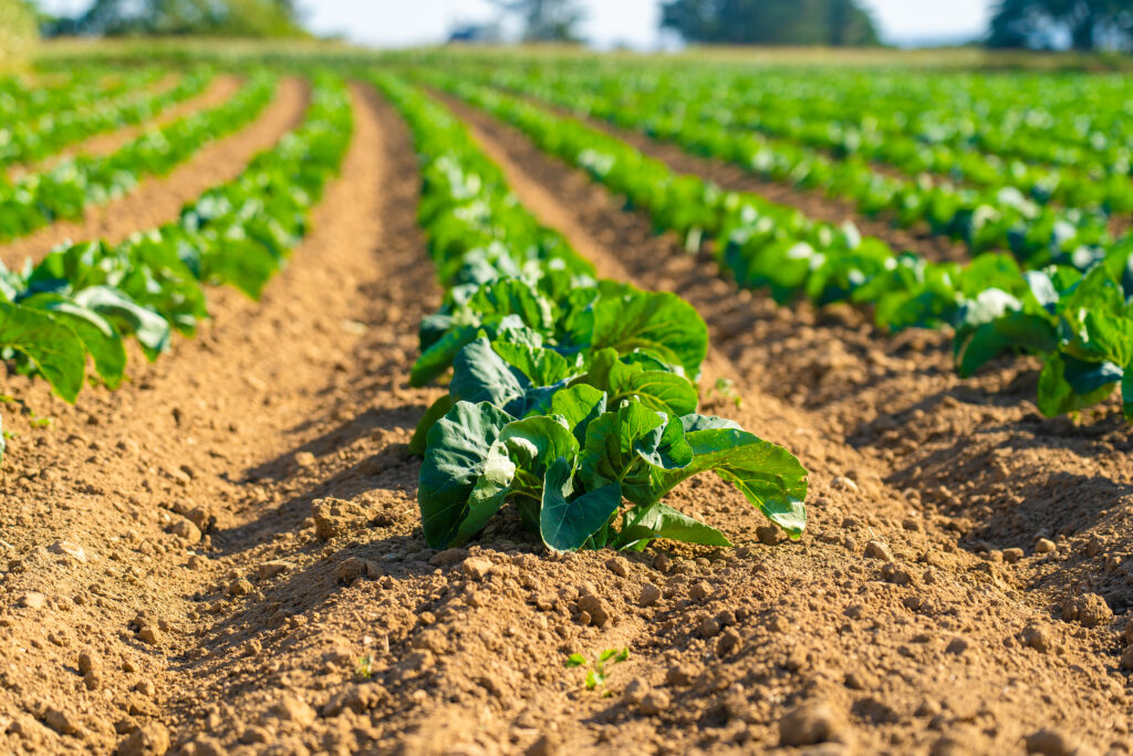 Field of organic green cabbage.